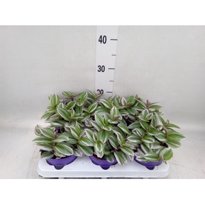 Tradescantia   ...
