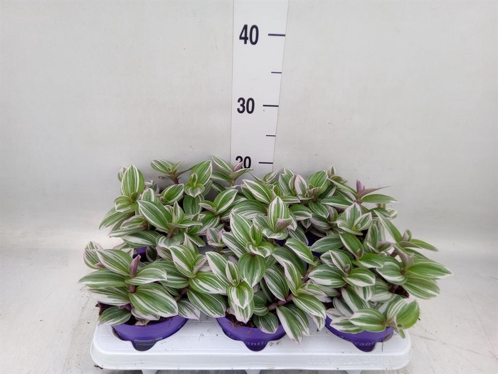 <h4>Tradescantia ...</h4>