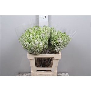 Syr Vu White Wonder 2 Kop