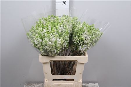 <h4>Syr Vu White Wonder 2 Kop</h4>