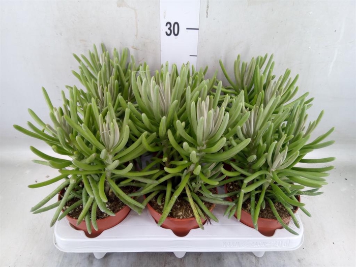 <h4>Senecio ...</h4>