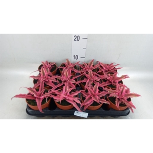 Cryptanthus 'Rubin Star'