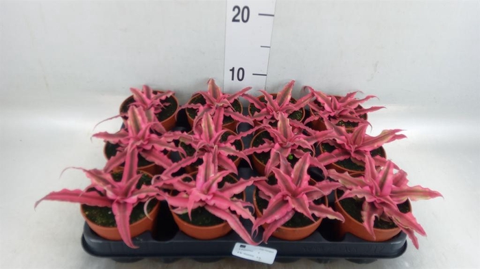 <h4>Cryptanthus 'Rubin Star'</h4>