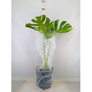 Monstera delic.