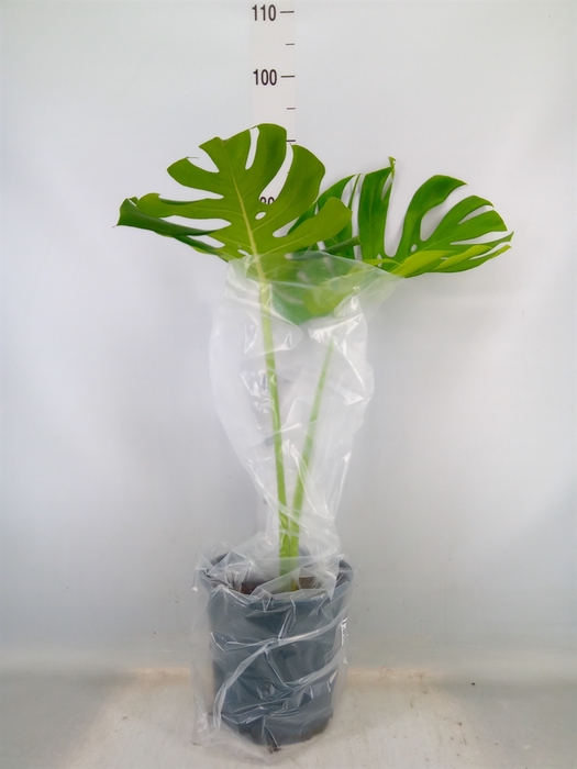 <h4>Monstera delic.</h4>