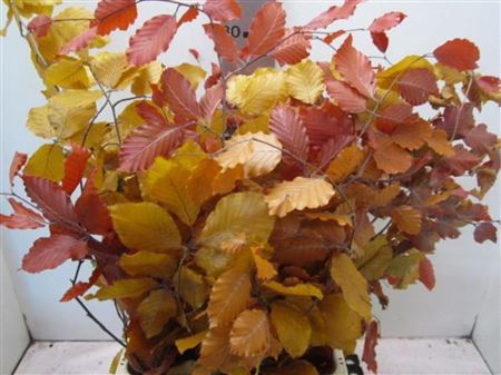 <h4>Deco Pres Beech Mix Autumn</h4>