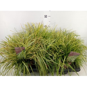 Carex oshimensis 'Everco Eversheen'
