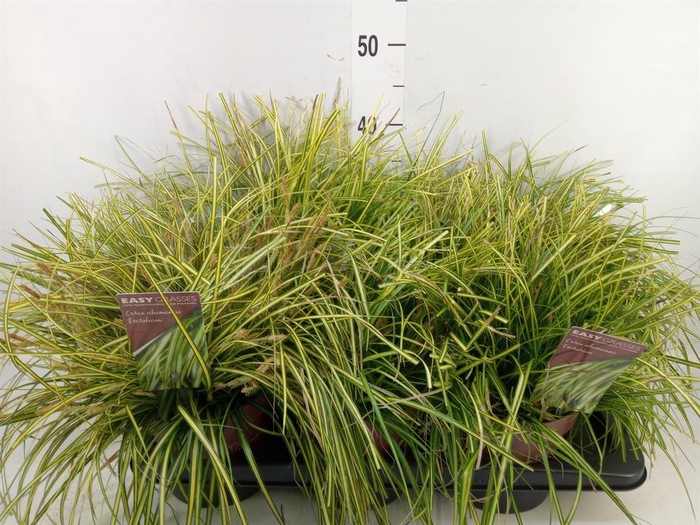 Carex oshimensis 'Everco Eversheen'