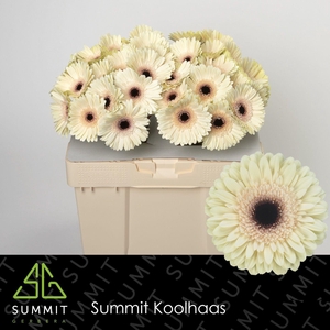 Gerbera Eclair Water