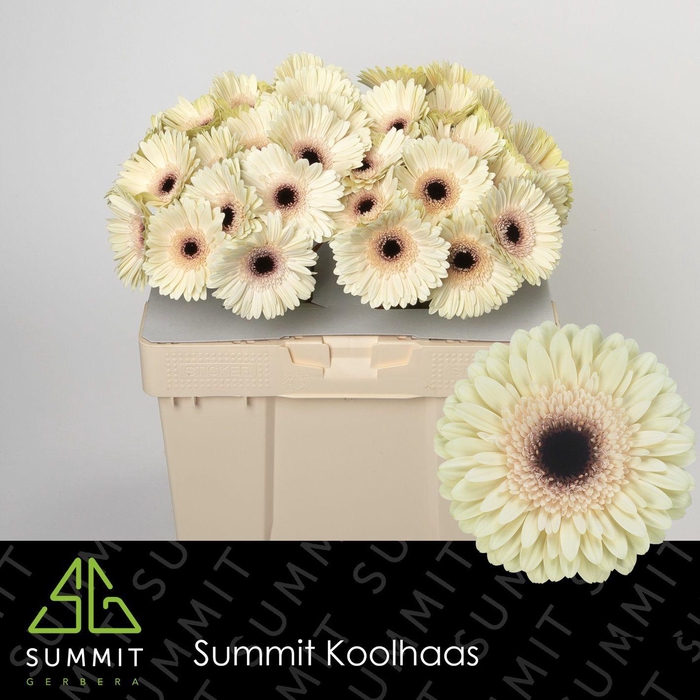 <h4>Gerbera Eclair Water</h4>