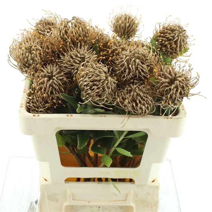 <h4>Leuco Jelena Klb Gold</h4>