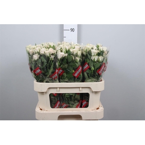 R Tr Royal Porcelina