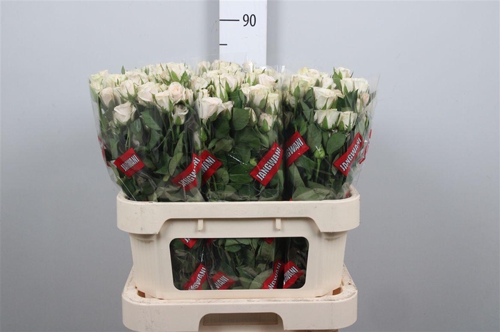 <h4>R Tr Royal Porcelina</h4>