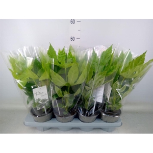 Fatsia japonica 'Variegata'