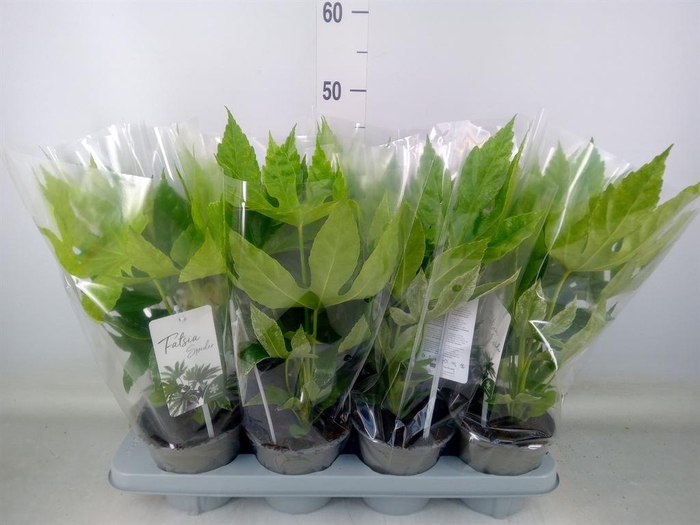 <h4>Fatsia japonica 'Variegata'</h4>