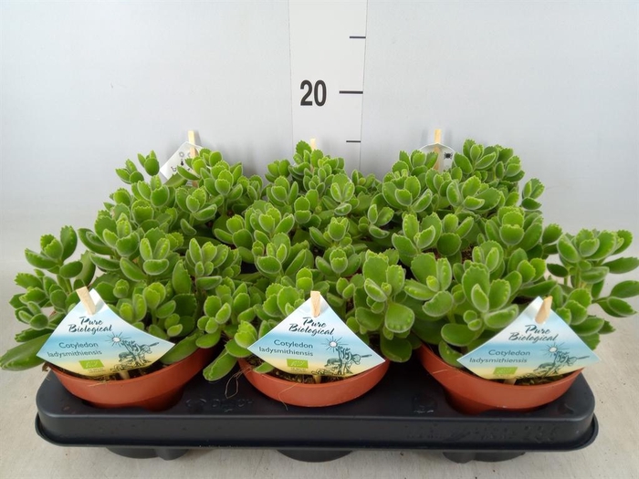 <h4>Cotyledon tome. ladys.</h4>