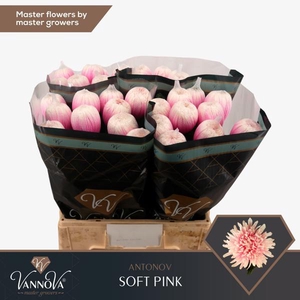 Chr G Klb Antonov Soft Pink VIP
