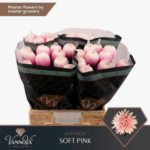 <h4>Chr G Klb Antonov Soft Pink VIP</h4>