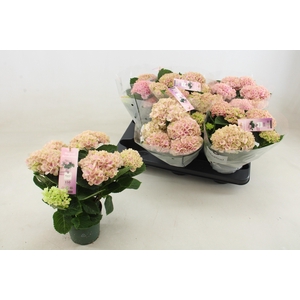 HYDR M MAG REVOLUTIO