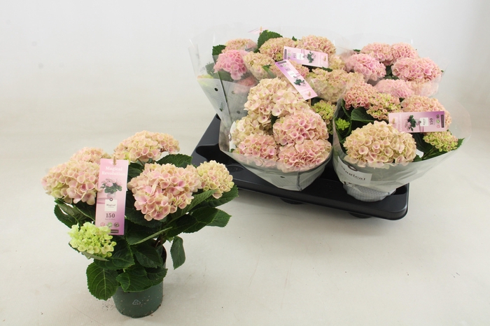 <h4>HYDR M MAG REVOLUTIO</h4>