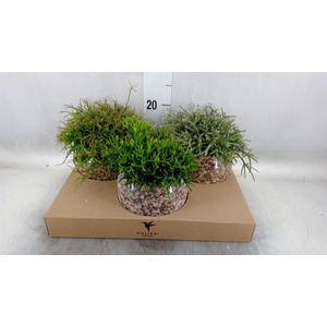 Rhipsalis   ...mix