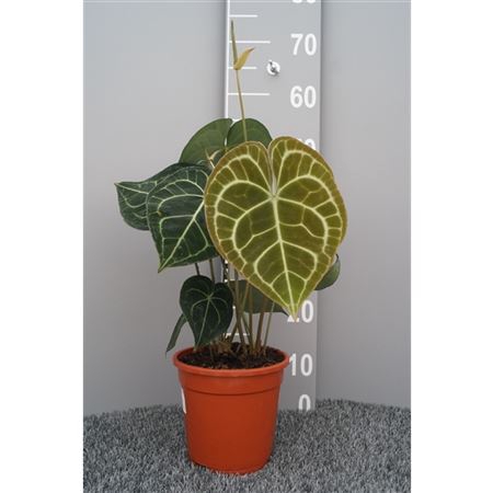 <h4>Anthurium Clarinervium</h4>