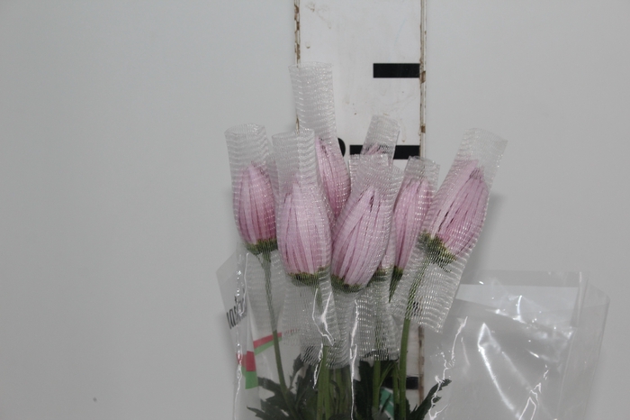 <h4>ANASTASIA CIPRIA 080 CM LILAS</h4>