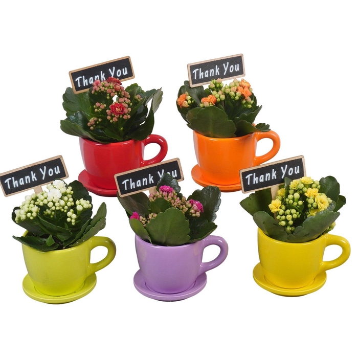 <h4>Arr.   Planten L%</h4>