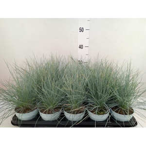 Festuca glauca 'Compacta Blue'