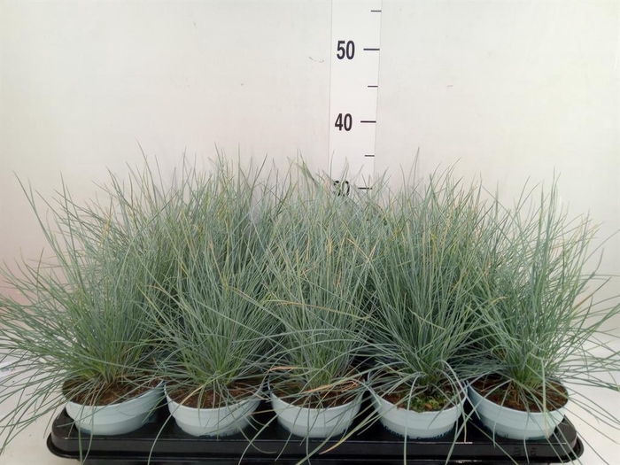 <h4>Festuca glauca 'Compacta Blue'</h4>