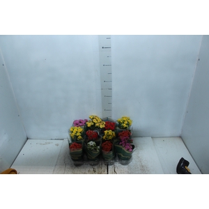 KALANCHOE DOBRADO MINI P09
