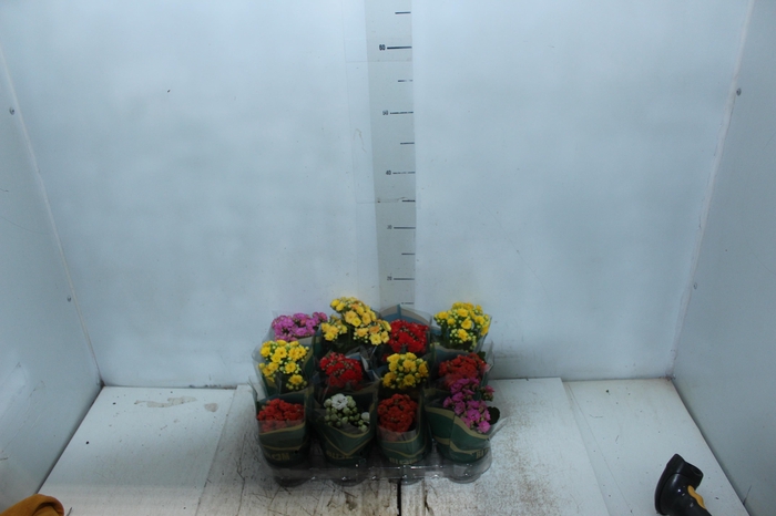 <h4>KALANCHOE DOBRADO MINI P09</h4>