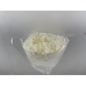 Pres Hydrangea Bleached Xl 30cm P Bunch