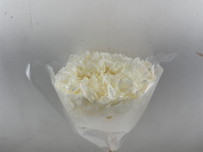 <h4>Pres Hydrangea Bleached Xl 30cm P Bunch</h4>