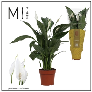 Spathiphyllum Sweet Ricardo