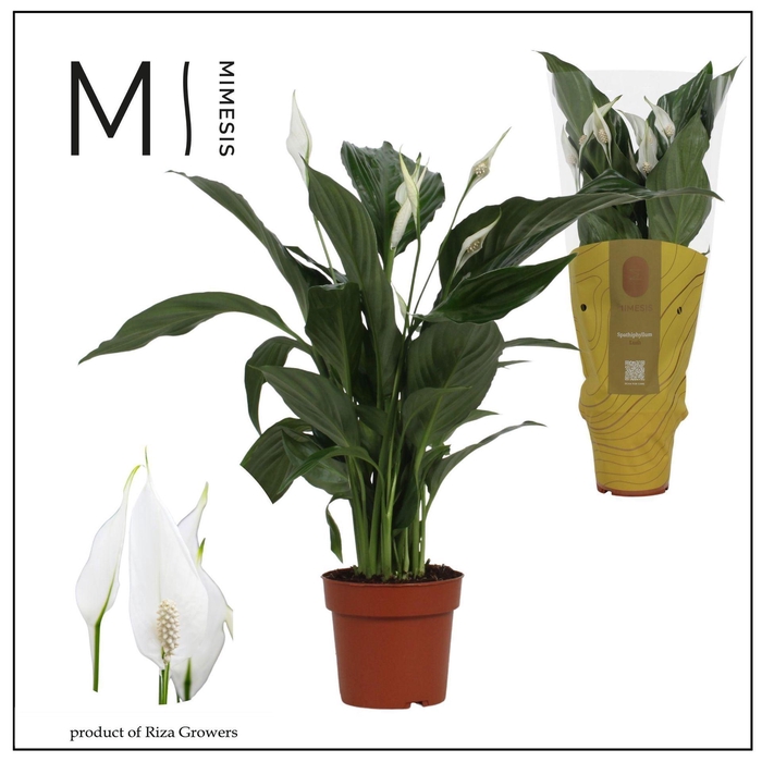 <h4>Spathiphyllum Sweet Ricardo</h4>