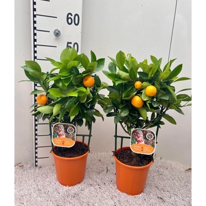 Citrus Calamondin rack/trellis