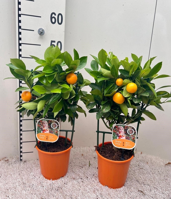 <h4>Citrus Calamondin rack/trellis</h4>