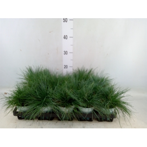 Festuca glauca 'Compacta Blue'