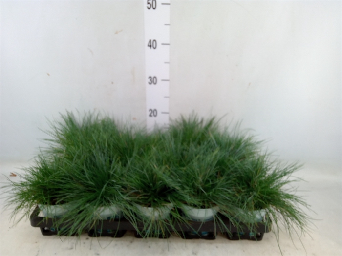 <h4>Festuca glauca 'Compacta Blue'</h4>