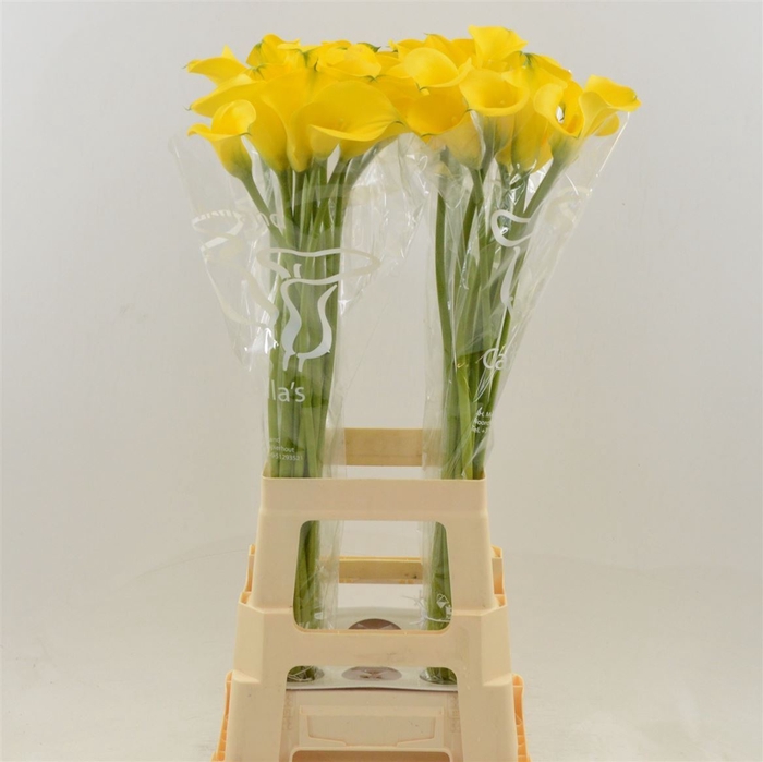 <h4>Calla Gold Medal | Dubbelbloemig</h4>