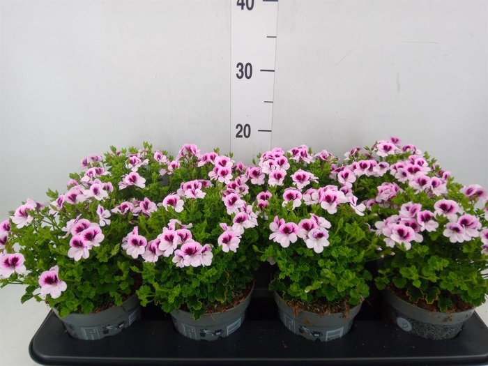 <h4>Pelargonium gran.   ..</h4>
