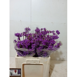 CALLICARPA BOD PROFU