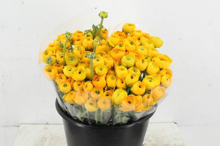 <h4>RAN ELEGANCE YELLOW</h4>