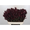 Leucadendron Saf Sunset Dark R.Spray