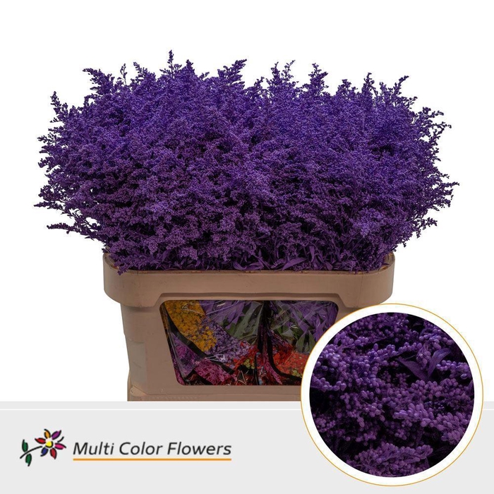 <h4>Solidago colored LILAC DARK</h4>