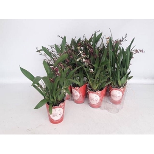 BRASSIA SUMMER DREAM