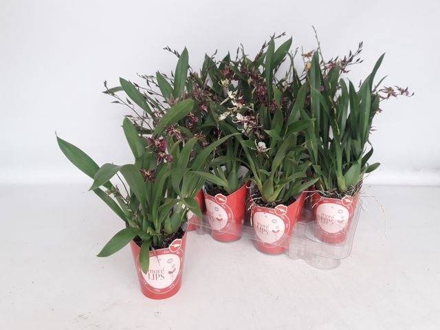 <h4>BRASSIA SUMMER DREAM</h4>