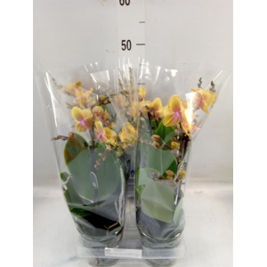Phalaenopsis multi. 'Limpopo'