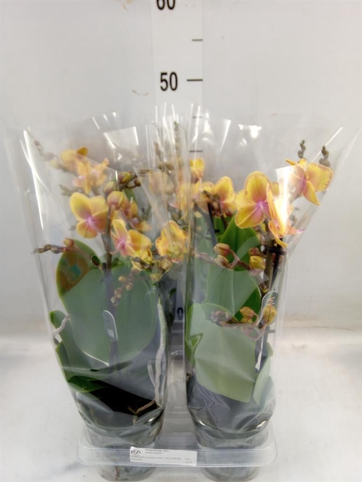 <h4>Phalaenopsis multi. 'Limpopo'</h4>